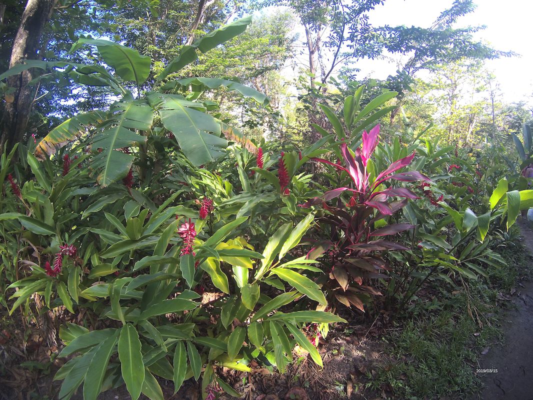 Dominica still the jungle