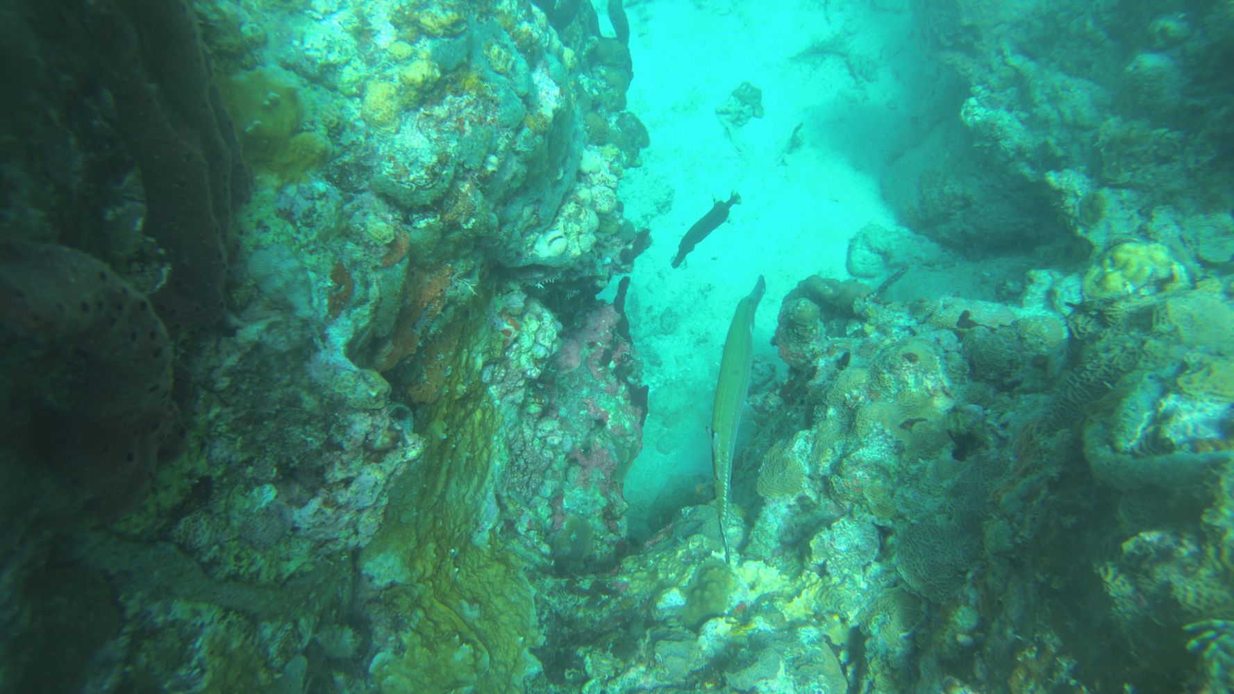 Diving the Sisters in Carriacou